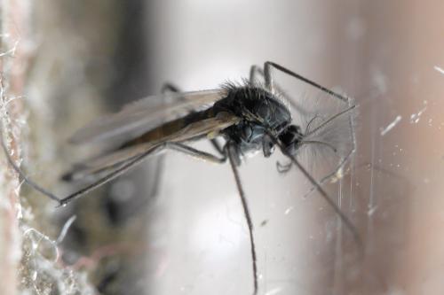 Réf. 275 580 : Orthocladiinae inconnu